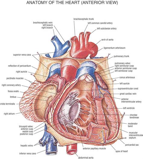 Heart Blood Vessels Diagram Anatomy | MedicineBTG.com