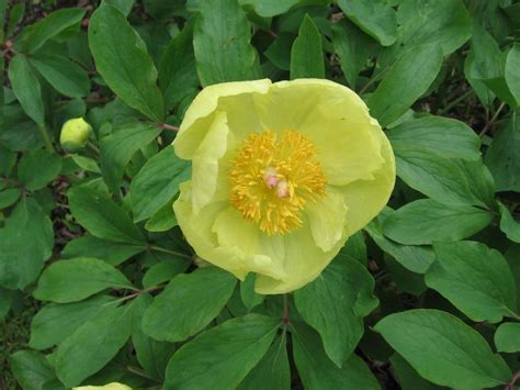 Photo Of The Bloom Of Peony Paeonia Daurica Subsp Mlokosewitschii