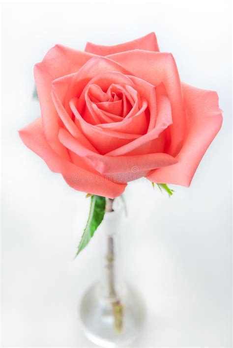 Single Beautiful Fresh Pink Rose In Glass Vase Isolated On White