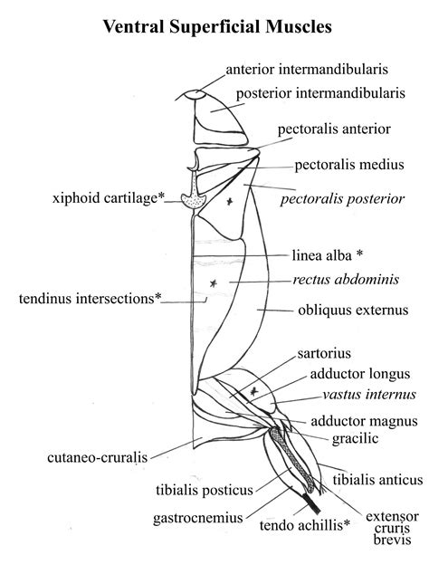 SOLUTION: Anatomy of frog drawings - Studypool