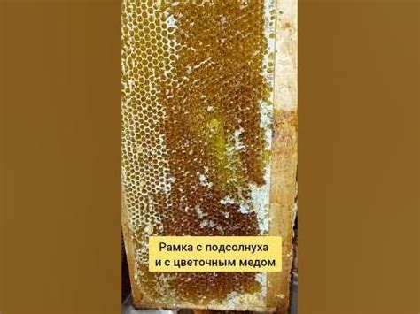 Две рамки с разными медом #простоопчелах - YouTube