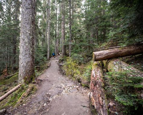 Hiking Trail in the Rocky Mountains Stock Image - Image of forest ...