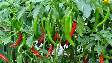 Tips Cara Menanam Cabe Mendapat Hasil Bagus - Penjaga Rumah