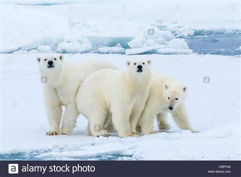 Retrato De Familia Los Osos Polares Ursus Maritimus Inm Vil Sobre El