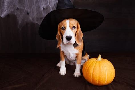 Premium Photo A Beagle In A House Decorated For Halloween A Witch S