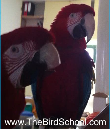 Parrot Blog | Glorious Relationships With Happy & Healthy Parrots