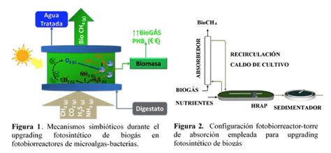 Tratamiento y valorización de aguas residuales mediante microalgas