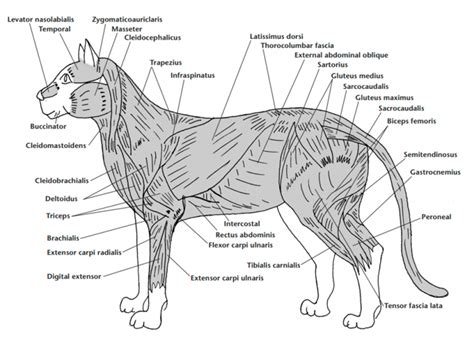 Do Cats Have Control Of Their Tails Role Of Feline Tail