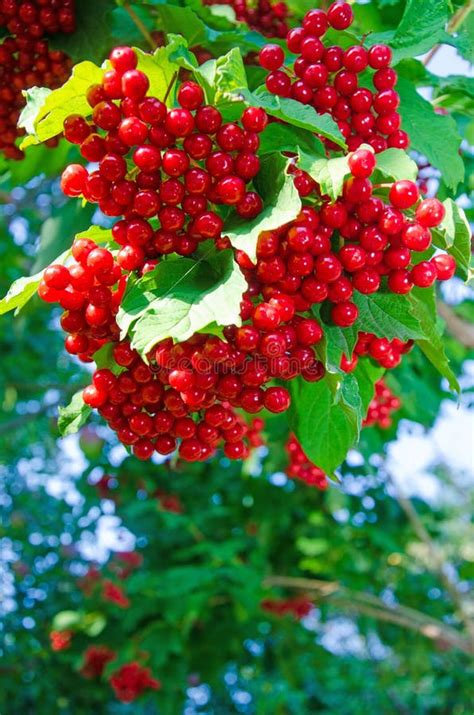 Viburnum Berries Viburnum In Nature Red Clusters Of Viburnum On A