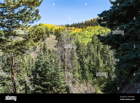 Aspen Trees In Fall Color With Conifer Trees In The Fishlake National