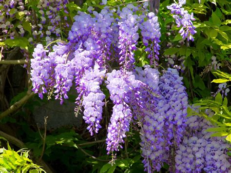 Wisteria Sinensis Chinese Wisteria World Of Flowering Plants