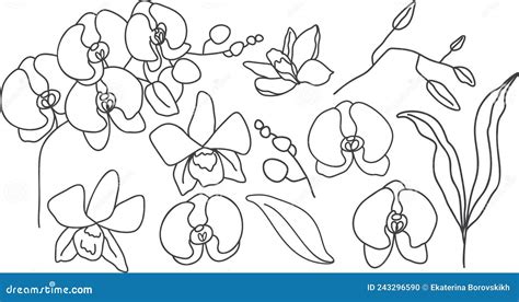 Vector Set Of Orchids Hand Drawn Bundle Stock Vector Illustration Of