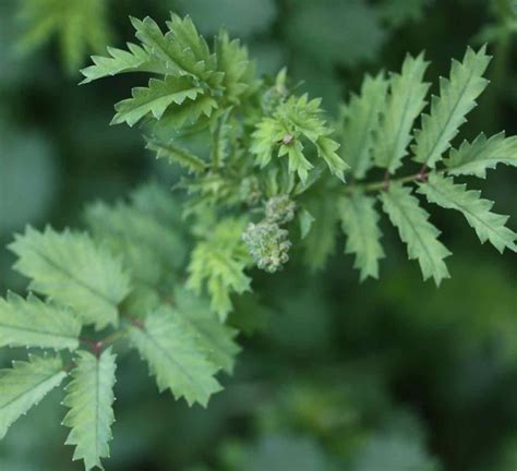 Salad Burnet: How to Plant and Grow - SproutedGarden.com