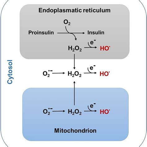 Formation Of HO Radicals As Part Of The Homeostasis Of Reactive Oxygen