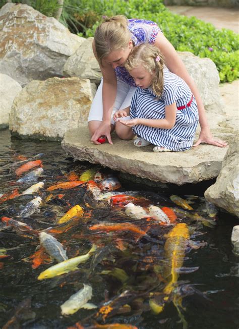 Pond Fish for Your Backyard Pond | Blain's Farm & Fleet Blog