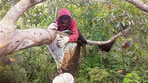 Ke Unggulan Panen Madu Di Bulan Besar Seperti Ini Contoh Hasilnya