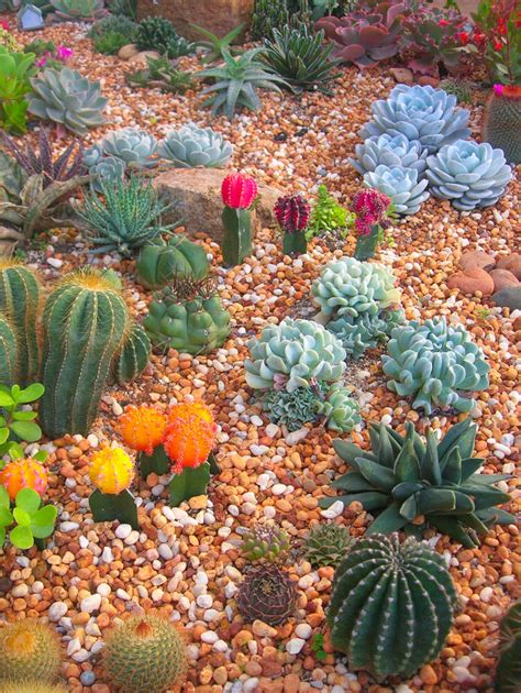 45 Cactus Garden Ideas