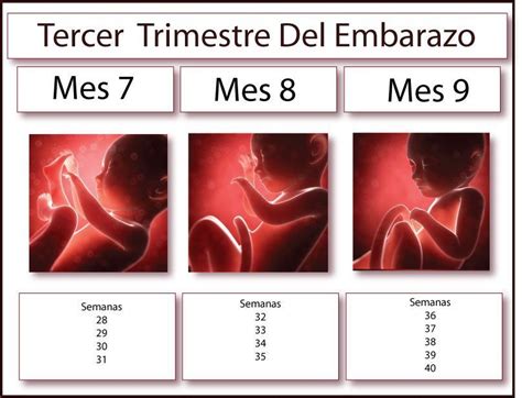 Tercer Trimestre De Embarazo Tercer Trimestre De Embarazo Trimestres