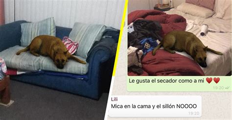 La historia detrás del meme Este es el origen del filtro de perro que