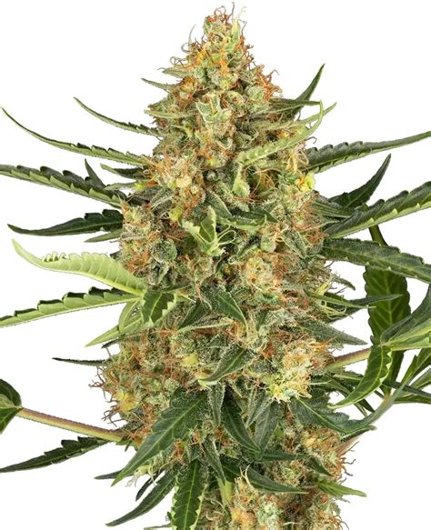 Sale of Blueberry Bubblegum Auto by Sensi Seeds