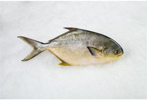 Wild Pompano Fish Whole Citarella