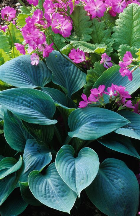 Variegated Hosta With White Flowers - Park Art