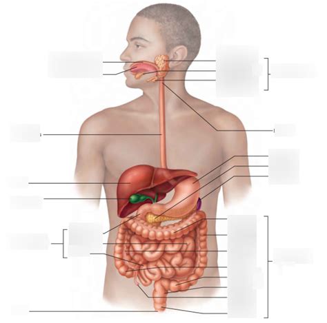 Anatomy Chapter 23 Digestive System Diagram Quizlet