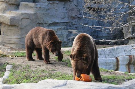 Detroit Zoo animals enjoy Halloween feast while smashing pumpkins - mlive.com