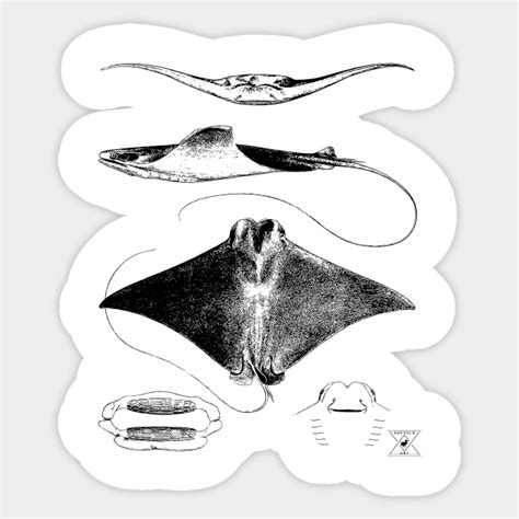 Stingray Anatomy | Sharks Ocean Sea Animal Science - Stingray - Sticker | TeePublic