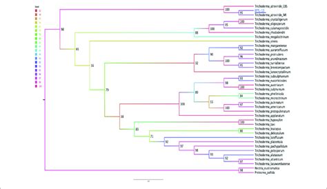 Phylogenetic Tree Maximum Likelihood For The Endophytic Fungus