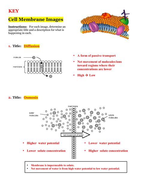 Cell Membrane Worksheet Answers Pro Worksheet