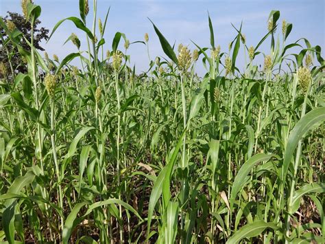 jowar sorghum  pixabay