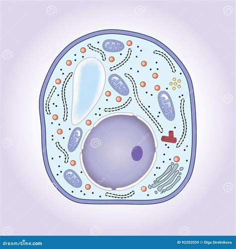 Cross-section of Mushroom Cell, Structure Stock Vector - Illustration of mitochondria, vacuole ...