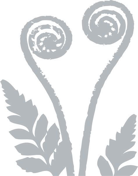 Download Transparent Ferns Png - Silver Fern Tree Png - ClipartKey