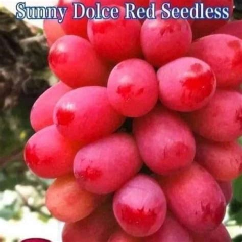 Jual Bibit Anggur Import Red Sunny Dolce Seedless Grafting Tanpa Biji