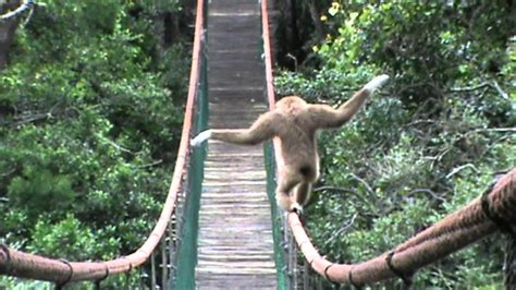 Gibbons Walks A Suspension Bridge Like A Tightrope Gibbon Animals