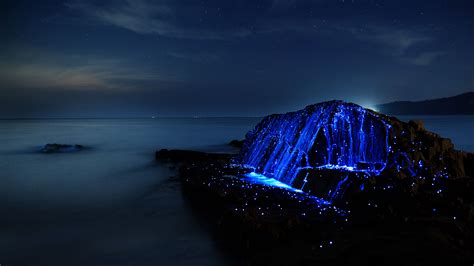 Umi Hotaru Alien Life Forms In Japans Seto Sea The Japan Times