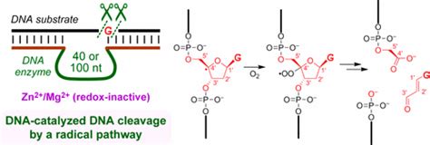 Dna 催化的 Dna 裂解通过具有明确定义的产品的自由基途径journal Of The American Chemical