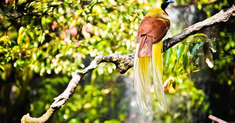 Birdwatching: The Excitement of Observing Indonesia's Endemic Birds