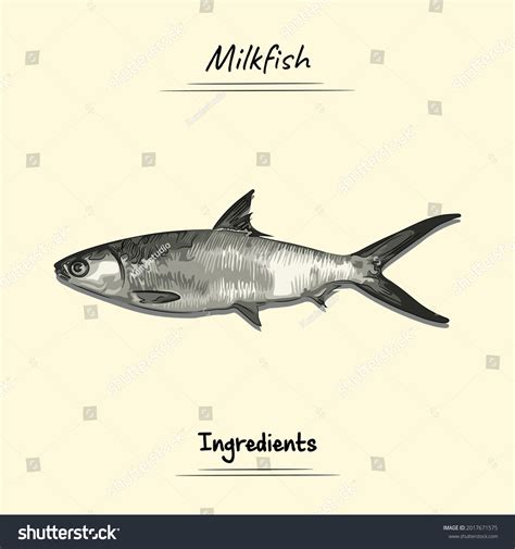 Milkfish Bangus Vector Illustration Refined Details Stock Off