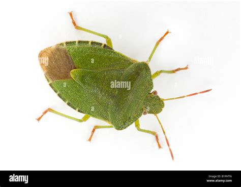 Green Shield Bug Beetle Palomena Prasina Stock Photo Alamy