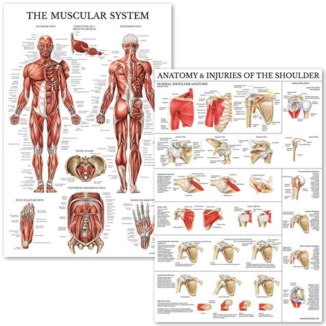 Buy Muscular System Shoulder Anatomy Poster Set Laminated