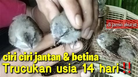 Tips Cara Membedakan CIRI Burung Trucukan Jantan Dan Betina Usia 14