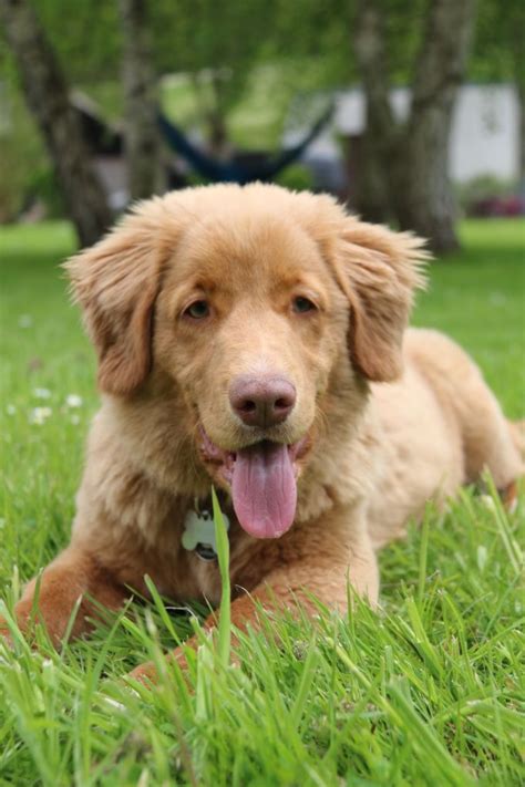 Chien Retriever De La Nouvelle Ecosse Riverview Dit Aponie Du Moulin Du