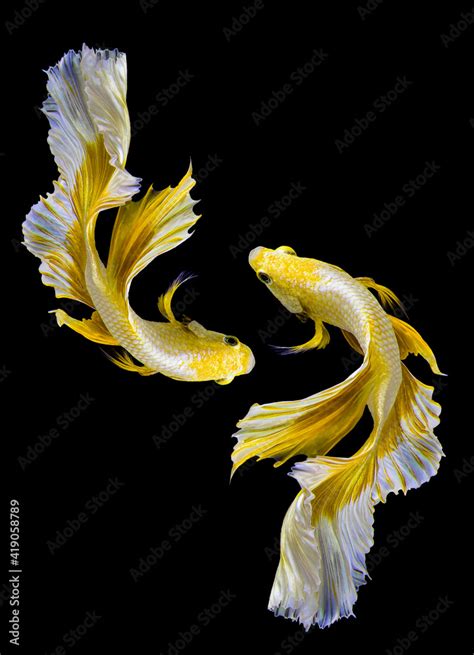 Beautiful Movement Of Two Golden Betta Fish, Yellow Siamese, 54% OFF