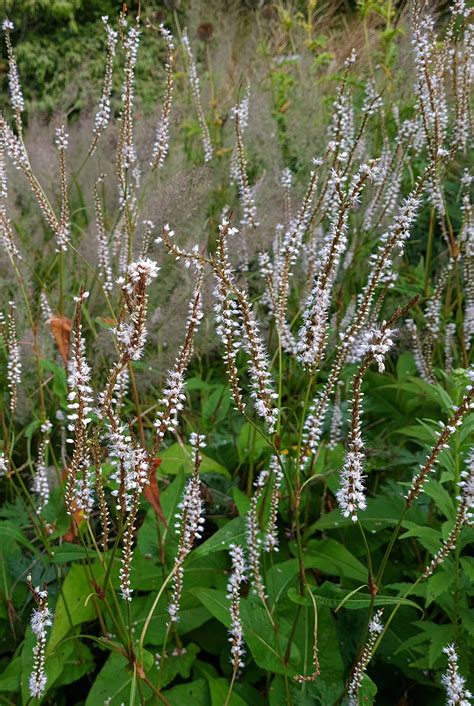 Persicaria Alba Knoll Gardens Ornamental Grasses And Flowering