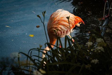 Flamingo Burung Merah Jambu Kebun Foto Gratis Di Pixabay Pixabay