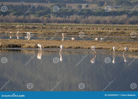 Tuscany Grosseto Castiglione Della Pescaia Maremma Ao Longo Do Rio