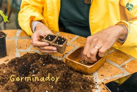 Para Qu Sirve El Musgo Sphagnum En Tus Plantas Quiero M S Plantas