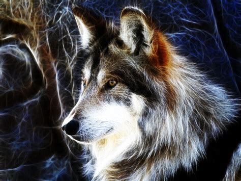 Majestic Wolf Wallpapers - Wallpaper Cave